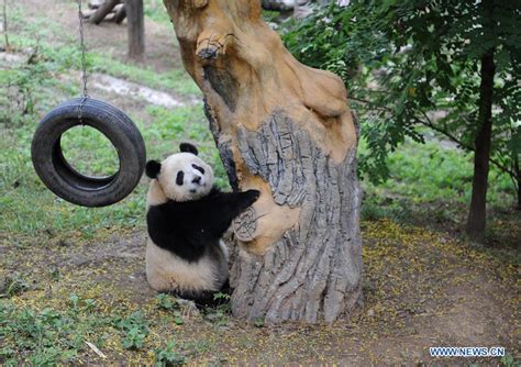 Giant Panda Cubs Grow Well In Nw Chinas Shaanxi Xinhua Englishnewscn