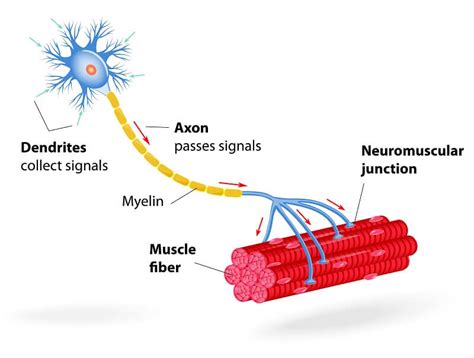 Motor Neuron The Definitive Guide Biology Dictionary