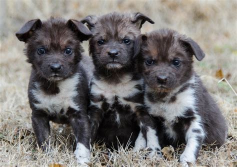 Endangered African Wild Dog Pups Raised By Golden Retriever