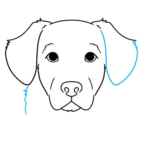 How To Draw A Golden Retriever Face Really Easy Drawing Tutorial