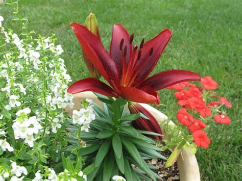 List Of 50 Different Types Of Lilies With Pictures