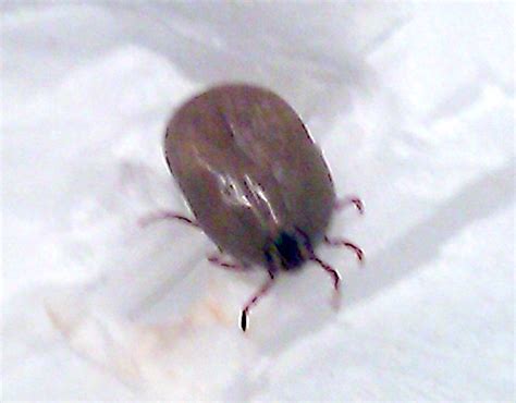 Tick - What's That Bug?