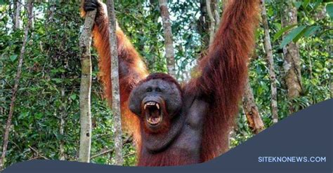 Daftar Lima Daerah Penghasil Hutan Yang Ada Di Indonesia Siteknonews