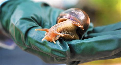 Giant African Snail Detection In Florida Leads To Quarantine