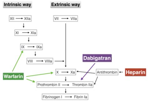 Mechanism of action of dabigatran. Action levels of heparin, warfarin and dabigatran in the ...