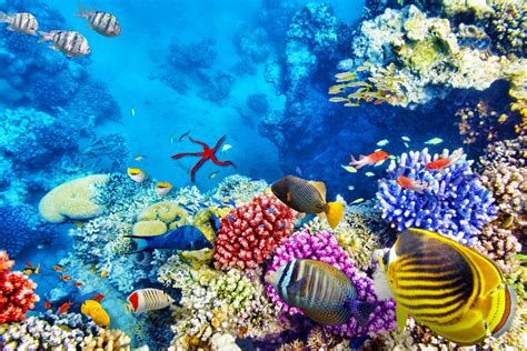 Protecting The Dominican Coral Reefs — A Combined Effort Underwater360