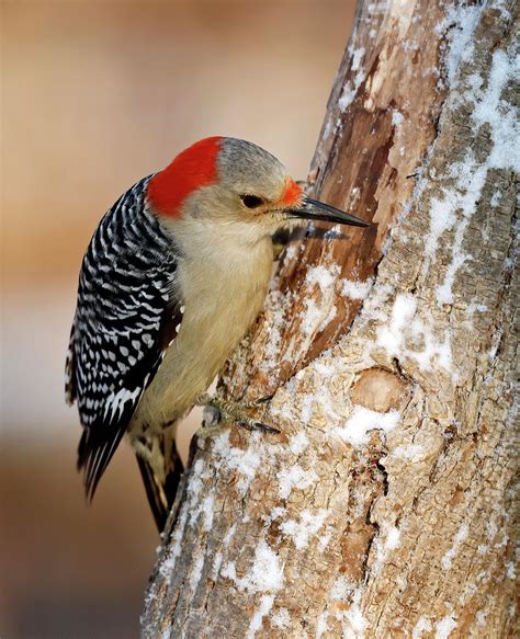 Red Bellied Woodpecker 416 Indiana Photograph By Steve Gass Fine Art