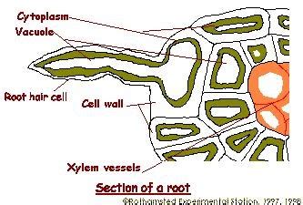 Root hair cells grow and reproduce more quickly than actual roots, which makes them great for biologists to study. SST Health Science 104: Root Hair Cells