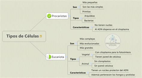 Top Imagen Mapa Mental De La Celula Eucariota Viaterra Mx The