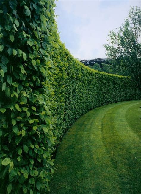 Tall Privacy Bushes Best Privacy Hedges Evergreens For Privacy