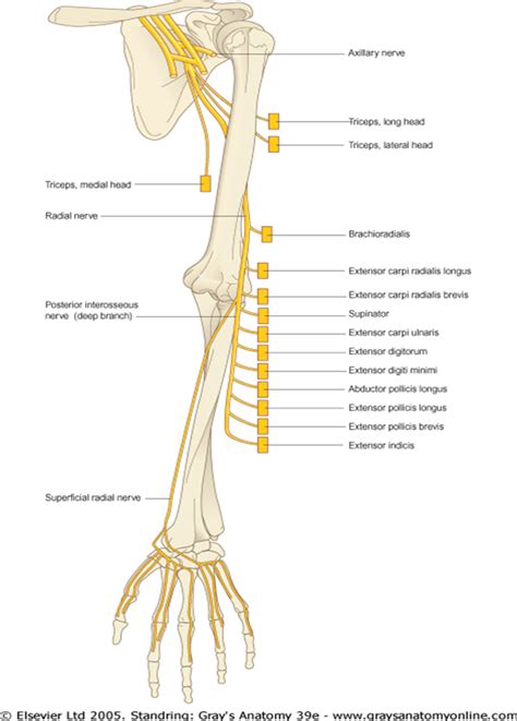 Radial Nerve Branches Ulnar Nerve Median Nerve Radial Nerve