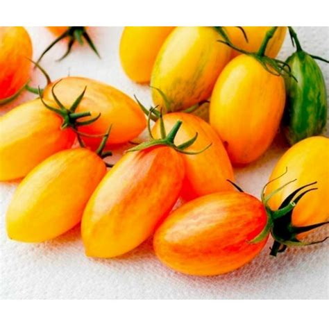 ARTISAN BLUSH TIGER Cherry Tomato Seeds Ціна 1 95
