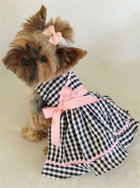 25 Dogs All Dressed Up For Dress Up Your Pets Day Dogtime Dog