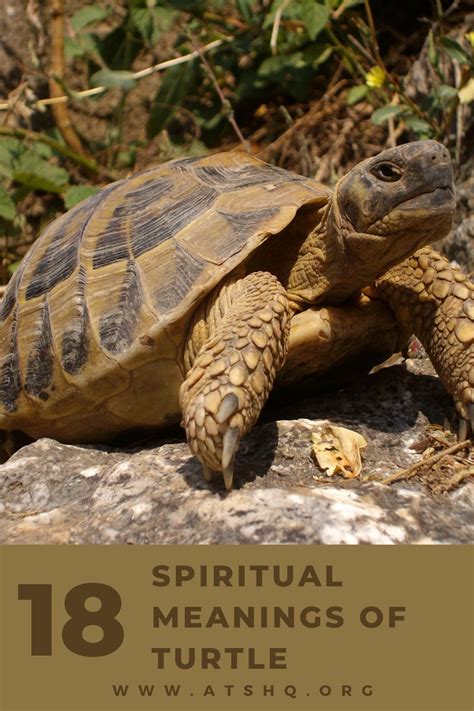 Turtle Symbolism 18 Spiritual Meanings Of Turtle