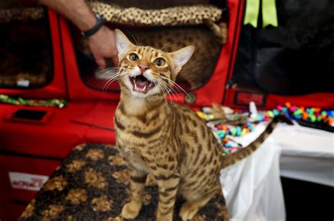 See actions taken by the people who manage and post content. Pictures: Cat Fanciers' Association Cat Show - Daily Press
