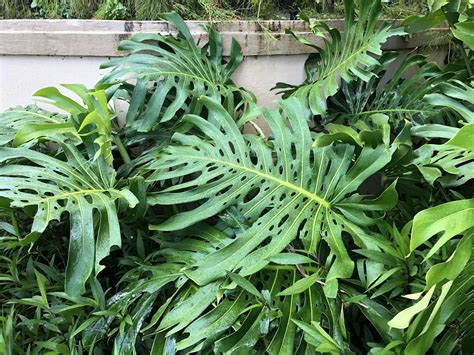 Monstera Deliciosa Care - Commonly Known As Swiss Cheese Plant | Hearth ...