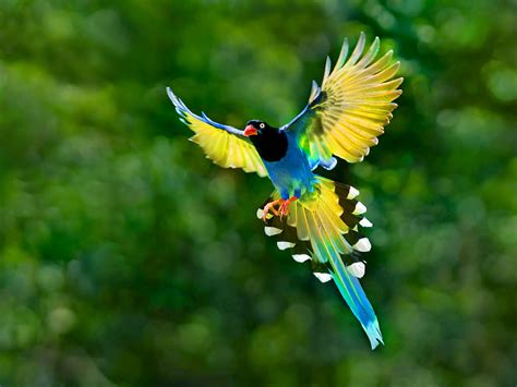 Colorful Toucan Bird Flying Spread Wings Tail Hd Desktop Backgrounds Free Download