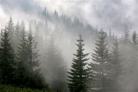 Pine Forest In Mist Stock Image Image Of Foggy Mountain 78186897