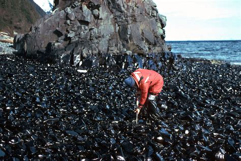 Wounded Wilderness The Exxon Valdez Oil Spill Years Later Hakai Magazine