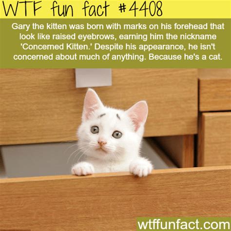 Wtf Fun Facts Page 845 Of 1303 Funny Interesting And Weird Facts