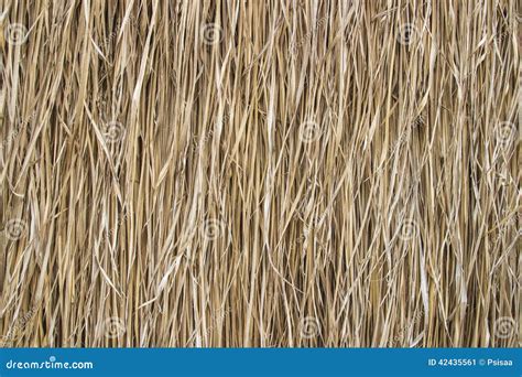 Rice Straw Background Stock Image Image Of Agriculture 42435561