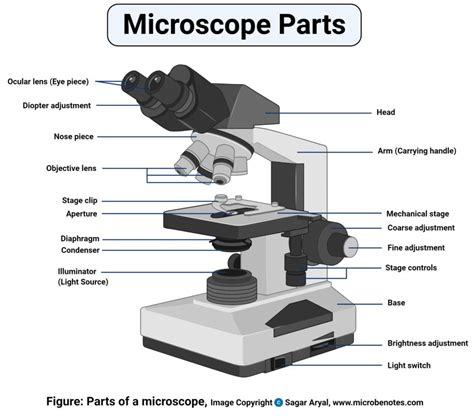 Light Microscope Definition Principle Types Parts Labeled Diagram