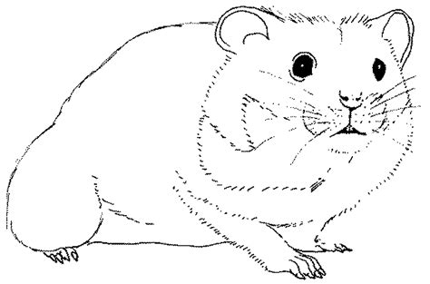 Hamster 8011 Animals Free Printable Coloring Pages