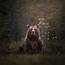 Photographing Bears In Finland  PetaPixel