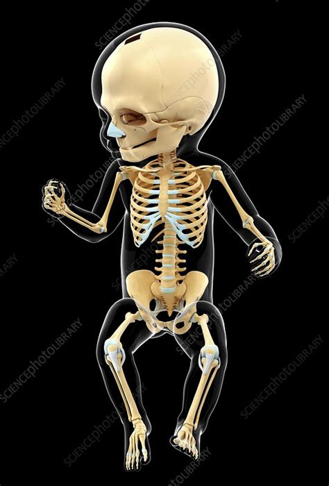 Babys Skeletal System Artwork Stock Image F0103925 Science Photo