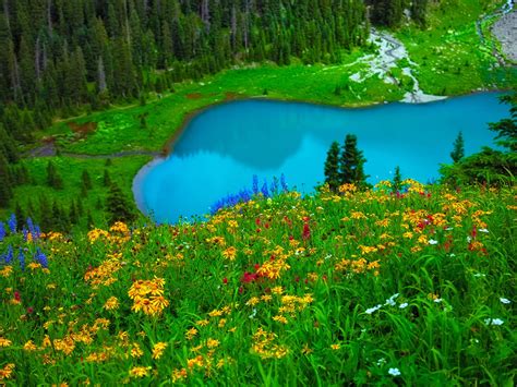 Gorgeous Turquoise Blue Lake Green Grass And Yellow Flowers Forest