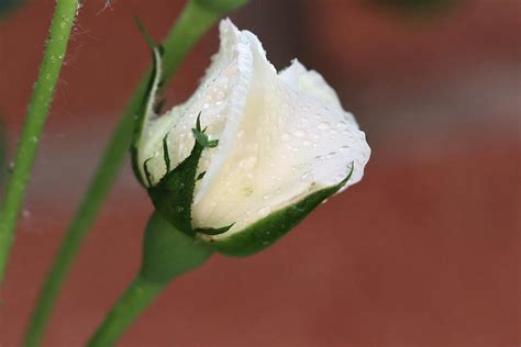 White Rose Bud 1 Photograph By Kristina Jones Fine Art America