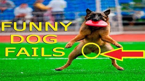 Most Funny Dogs Fails Compilation Try Not To Laugh Challenge 😝