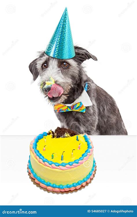 Messy Birthday Dog Eating Cake Stock Image Image Of Joke Mouth 54685027