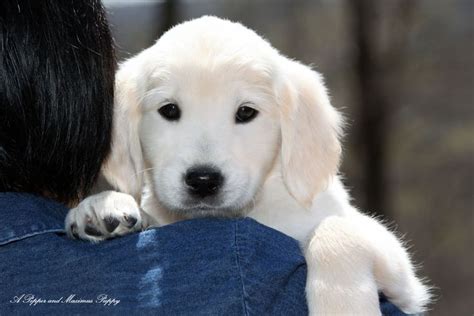 Their coat of gold is their trademark and. White Golden Retriever Puppies, English Cream, AKC ...