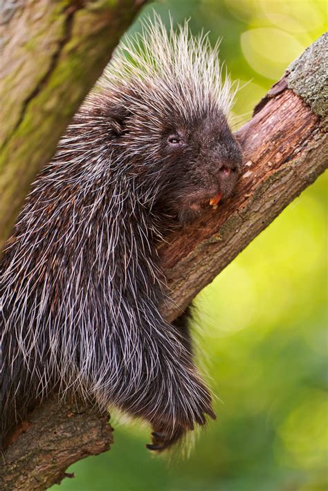Cute North American Porcupine In A Tree This Cute But Spik Flickr