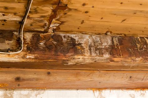 Remove Mold From Wood Mold Cleanup Enviroshield