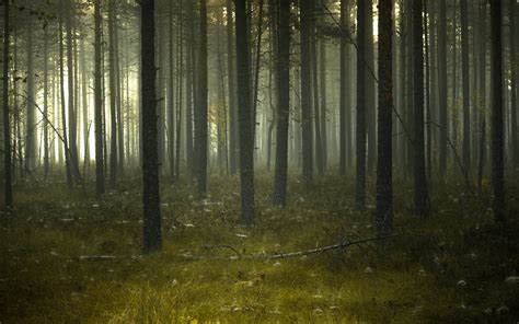 Forest With Fog During Daytime Hd Wallpaper Wallpaper Flare