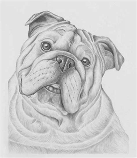 Pin By Rhonda Angele On Bulldogs Bulldog Drawing Dog Face Drawing