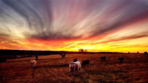 Several Cows Are Grazing In A Field At Sunset