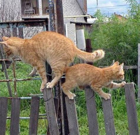 Funny Cool Pictures Two Cats One Fence