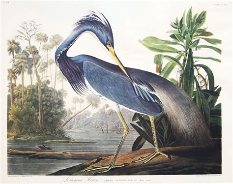 Louisiana Heron By James John Audubon This Print Is One Of Many In Our
