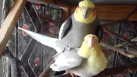 About Cockatiels Mating Youtube