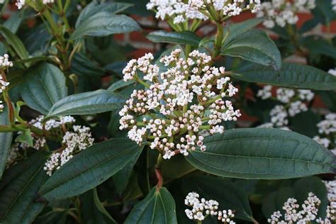 Viburnum Davidii Growing Tips Cultivation And Planting Information