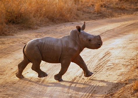 Baby Rhino Iam4rhinos Baby Wild Animals Baby Animals Animals