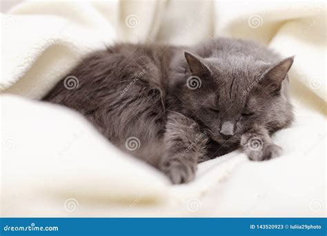 Beautiful Gray Fluffy Cat Sleeping On The Couch Stock Image Image Of