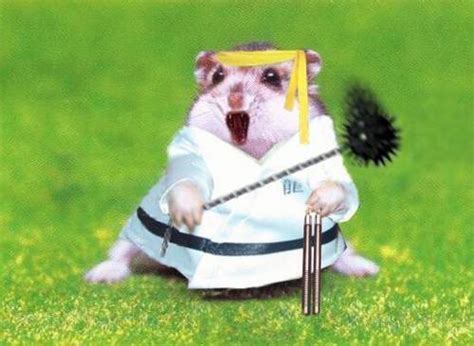 All Funnycutecool And Amazing Animals Funny Hamster Images And Pictures 2012