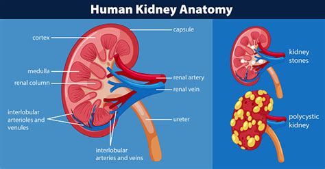 Human Kidney Anatomy Diagram Stock Illustration Download Image Now