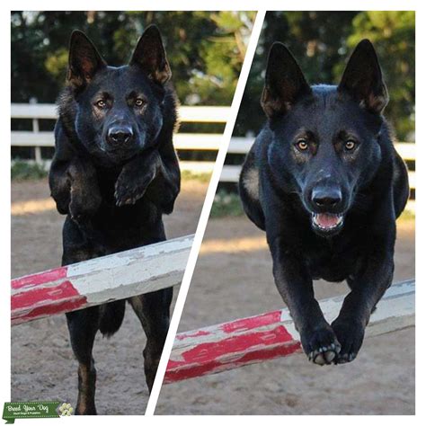 Titled Akc Working Line German Shepherd Stud Dog California Breed