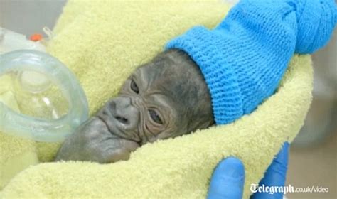 Its A Girl Illa San Diego Zoo Welcomes Adorable Baby