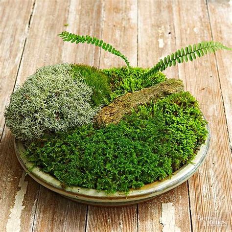 Five Simple Steps To Grow Moss In A Dish From Moss Expert David Spain